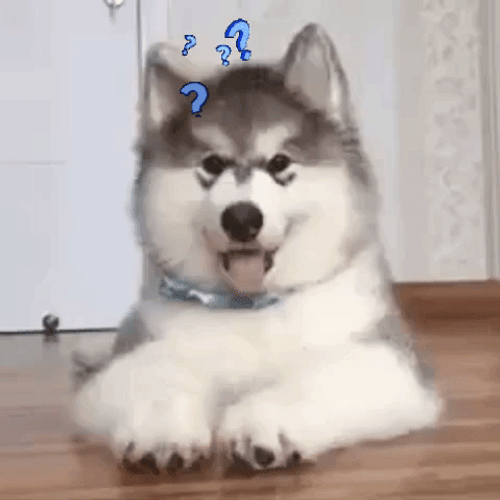 Siberian Husky Huh Reaction GIF