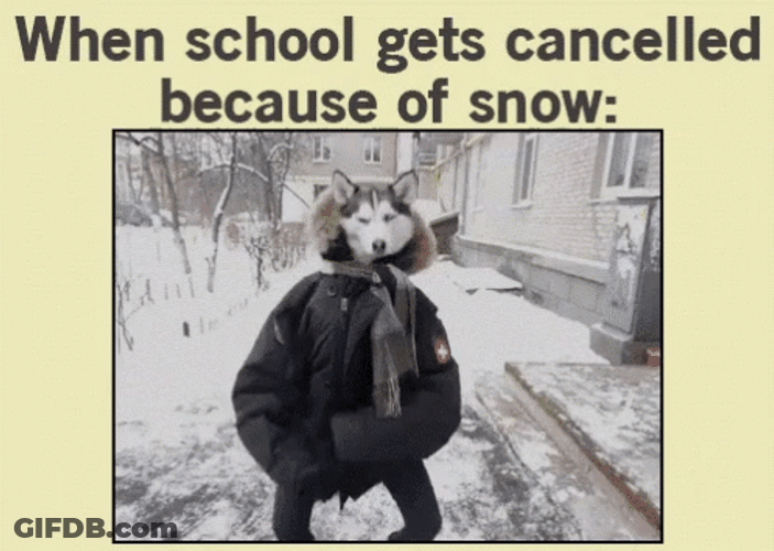 Siberian Husky On Jacket Dancing On Snow Day GIF