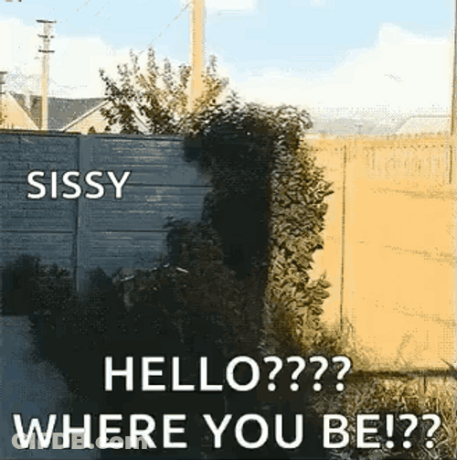 Siberian Husky Sissy Hello Where You Be GIF