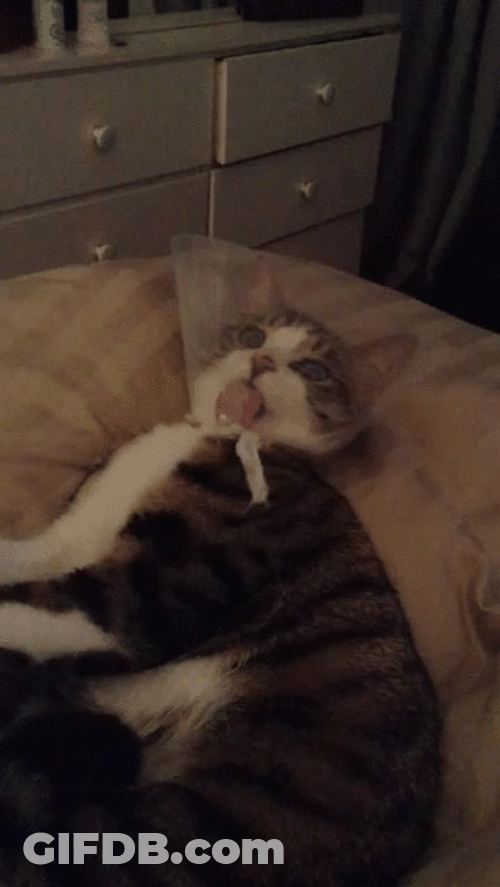 Sick Cute Cat Lick GIF