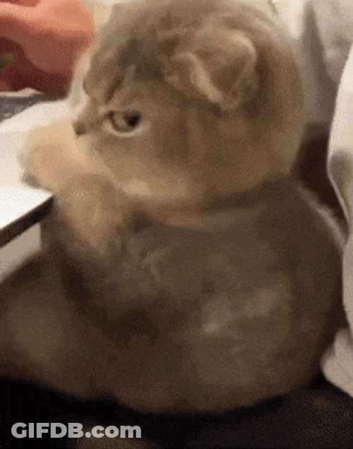 Side Eye Cat GIF