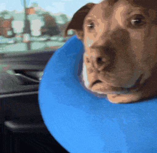 Side Eye Dog GIF