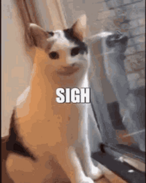 Sigh Smiling Weird Cat GIF