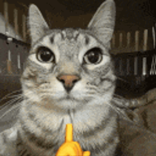Sigma-Kot GIF