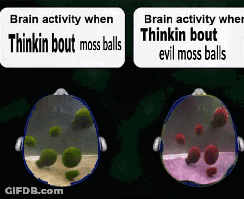 Sign Saying Brain Activity When Thinkin Bout Moss Balls GIF