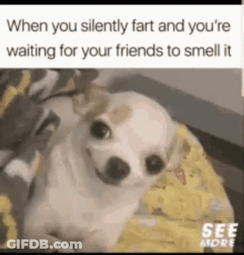 Silently Frat Funny Dog Meme GIF