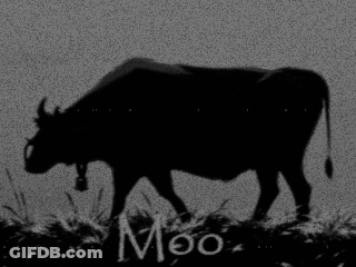 Silhouette Cow Saying Moo GIF