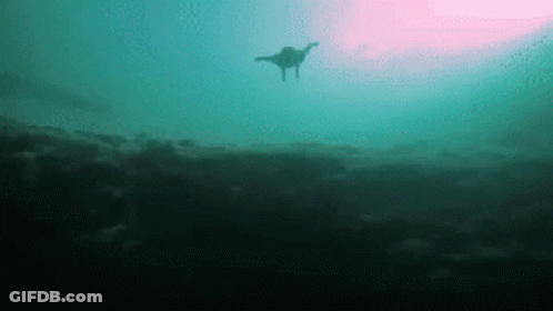 Silhouette Of Person Swimming GIF