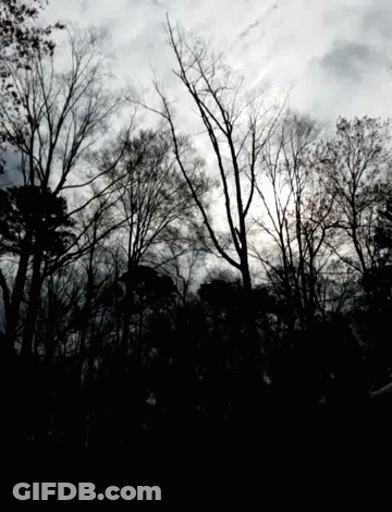 Silhouette Of Trees With Cloudy Sky GIF