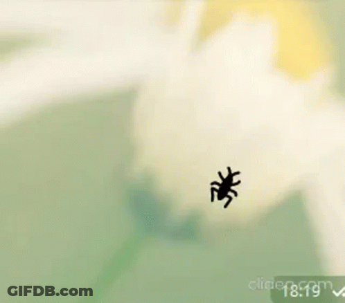 Silhouetted Spider On Green Background At 18:19 GIF