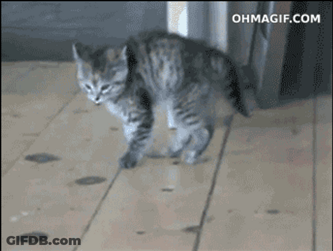 Silly Bouncy Cat GIF