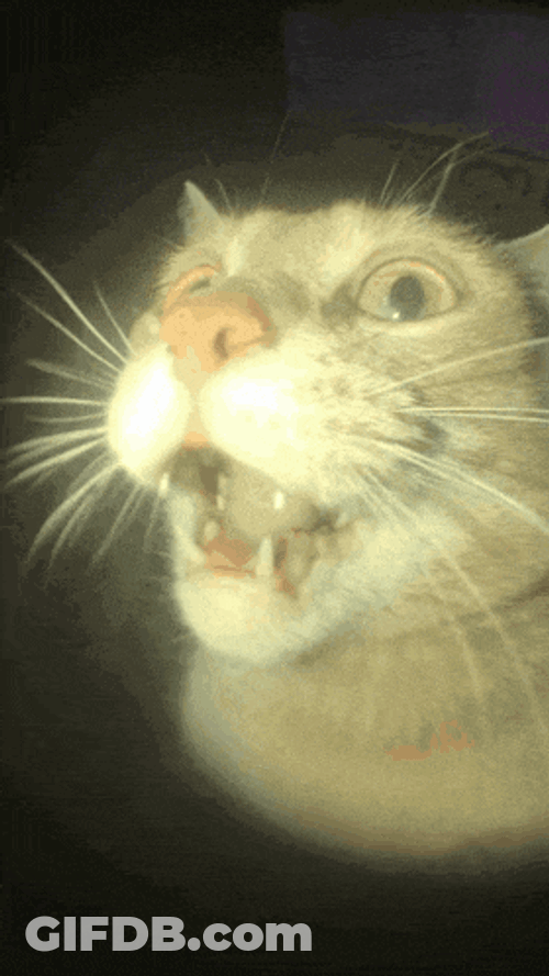 Silly Cat GIF