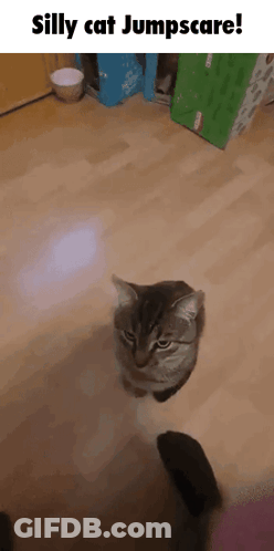 Silly Cat Jumpscare Sitting On Wooden Floor GIF