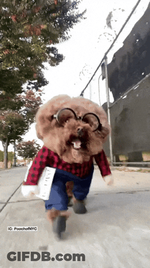 Silly Dog Coming In Hot GIF
