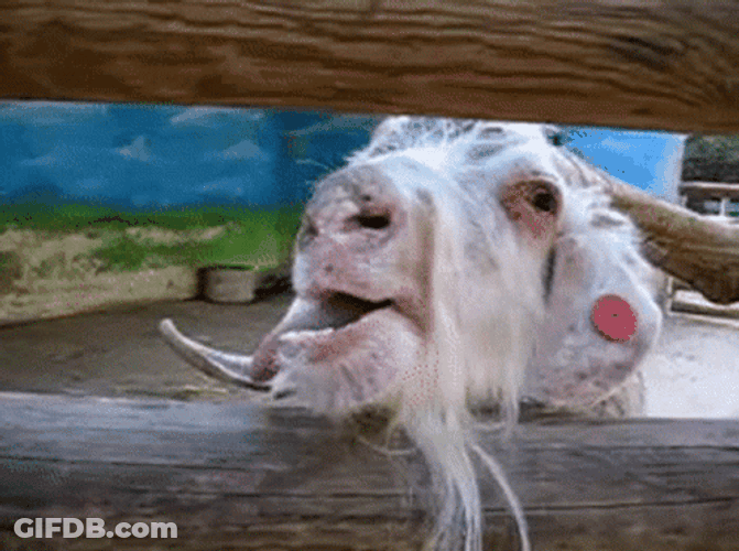 Silly Funny Goat Tongue Out GIF