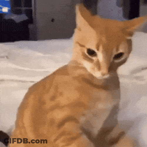 Silly GIF