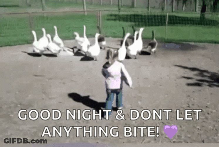 Silly Goose Chasing Kid GIF