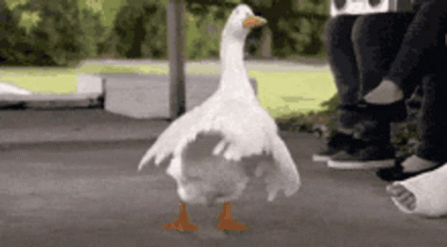 Silly Goose Dancing Energetically GIF