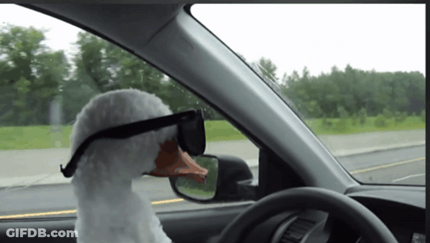Silly Goose Driving Crazy GIF
