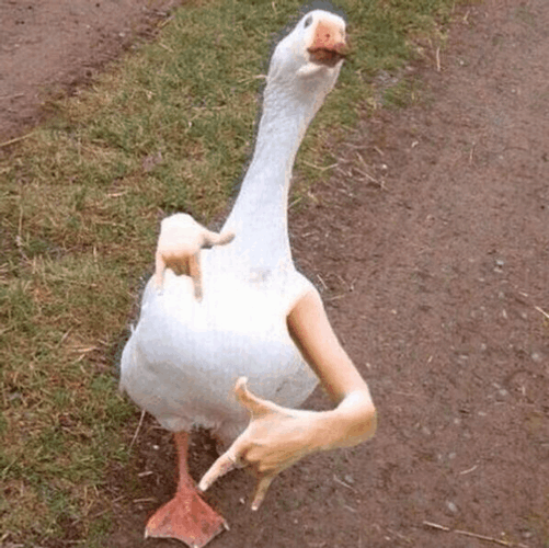 Silly Goose Edited Arms GIF