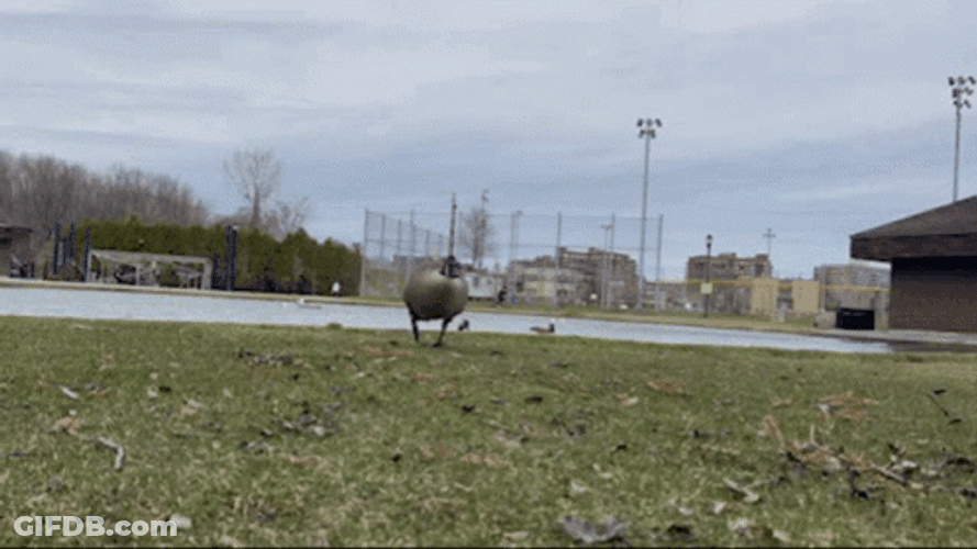 Silly Goose Fast Speed Run GIF