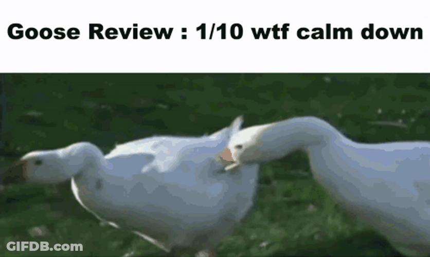 Silly Goose Fighting A Man GIF