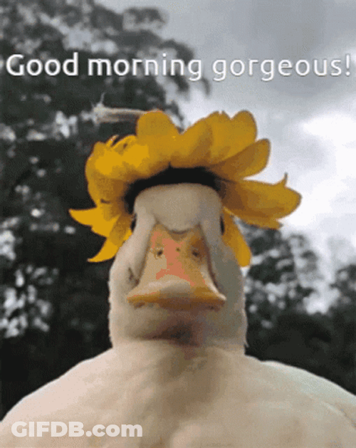 Silly Goose Flower Hat GIF