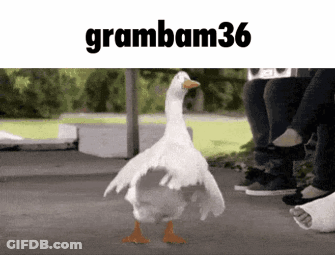 Silly Goose Goose GIF