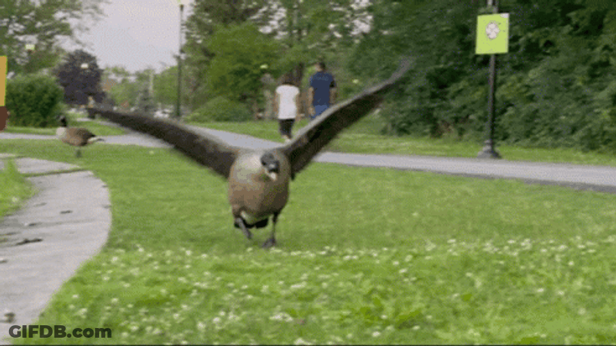 Silly Goose Long Wings GIF