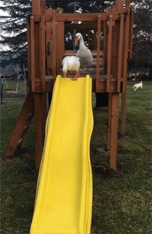 Silly Goose On Playground Slide GIF
