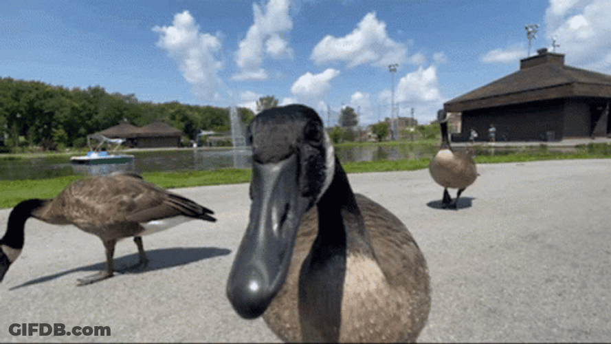 Silly Goose Open Mouth GIF