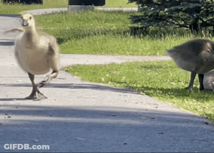 Silly Goose Running Fast GIF