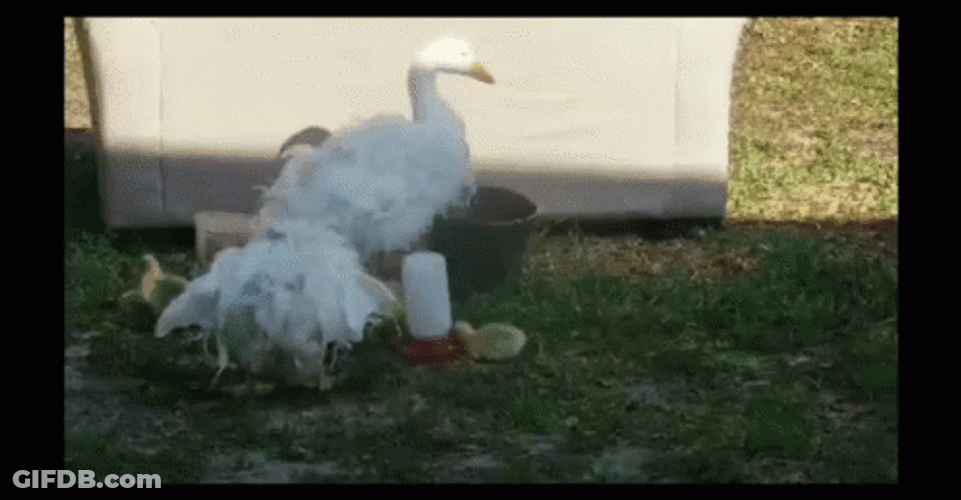 Silly Goose Stamping Feet Joyfully GIF