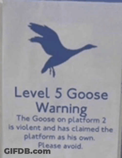 Silly Goose Warning GIF