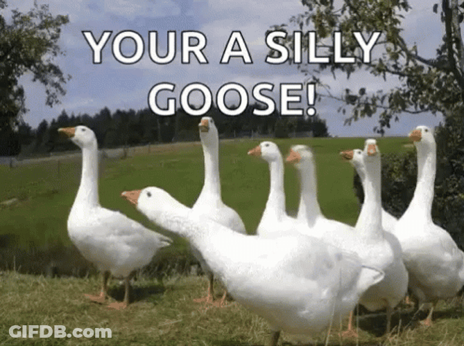 Silly Goose Yapping GIF