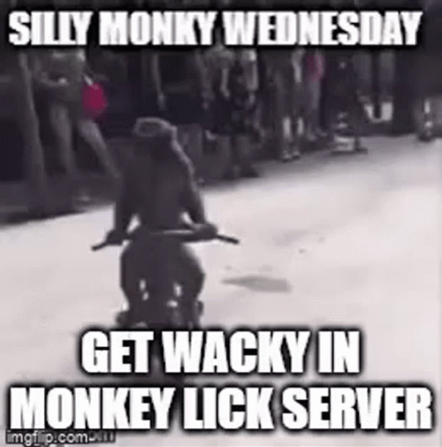 Silly Monkey Wacky Wednesday GIF