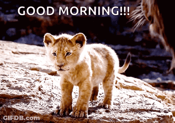 Simba Lions Roaring Good Morning GIF