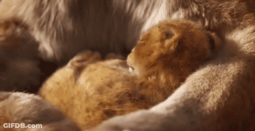 Simba Wake Up In Warmth And Comfort GIF
