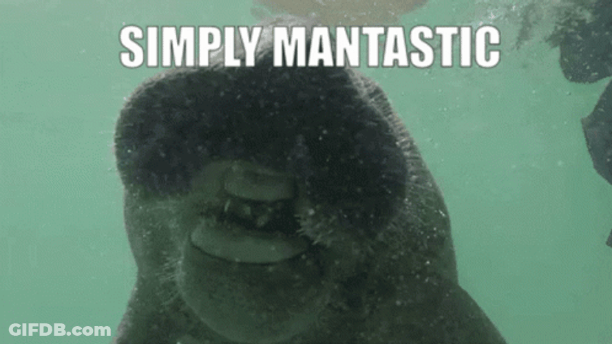 Simply Mantastic Manatee GIF