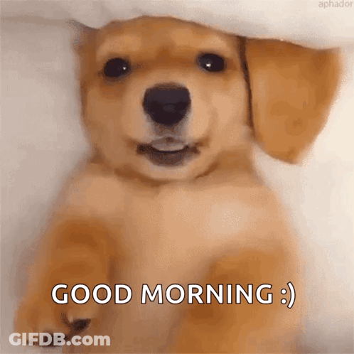 Sims Kitty Giving 50 Stretches GIF