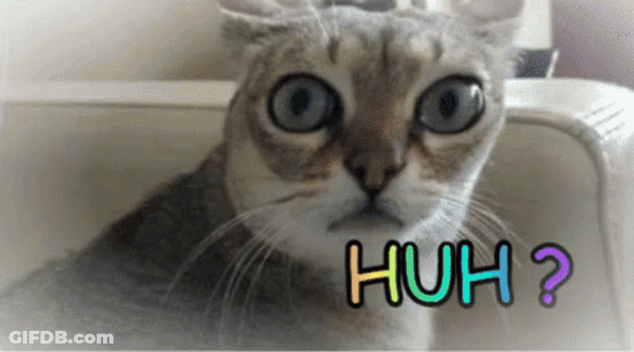 Singapura Huh Cat Meme GIF