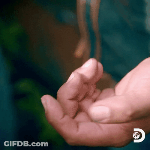 Single Piece Golden Nugget Meme GIF