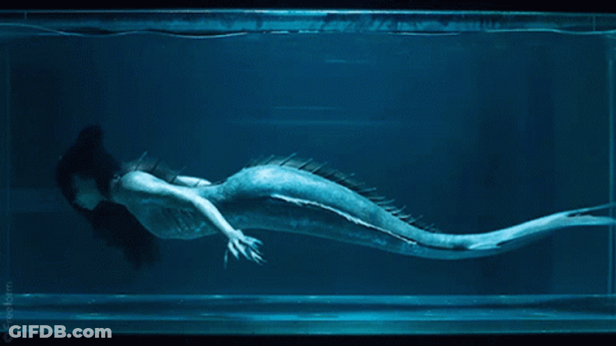Siren Swimming In Aquarium GIF