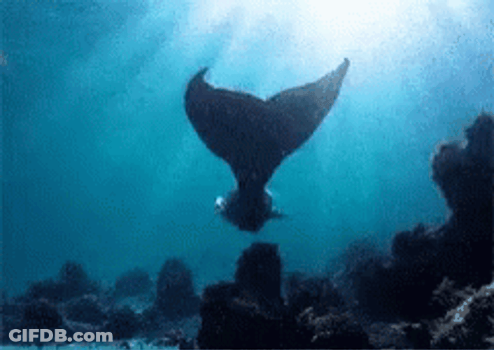 Siren Wagging Tail GIF