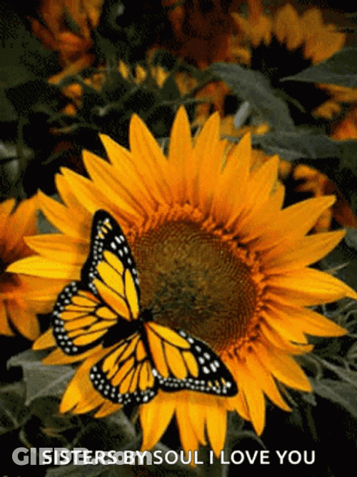 Sister By Soul I Love You Sunflower Butterfly GIF