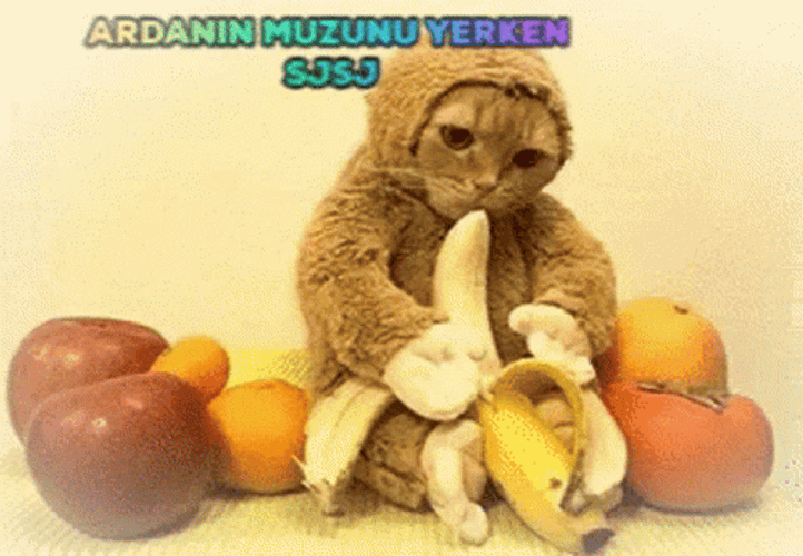 Sitting Along Fruits Banana Cat Meme GIF