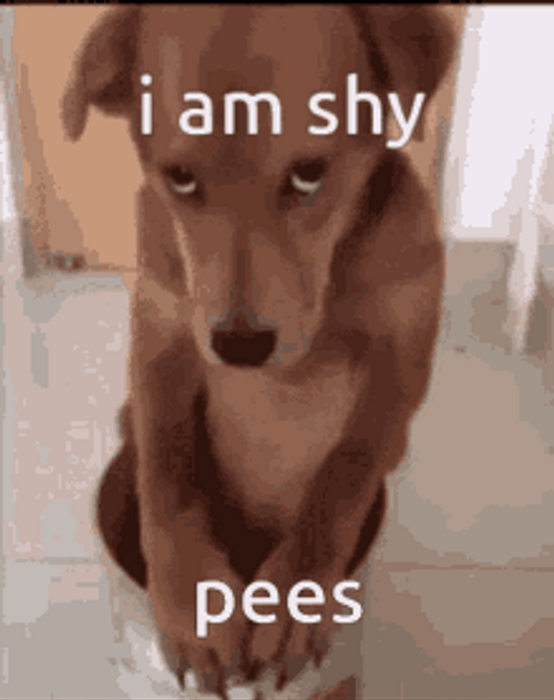 Sitting Brown Dog Shy Eyes GIF