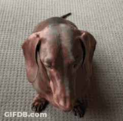 Sitting Dachshund Looking Up GIF