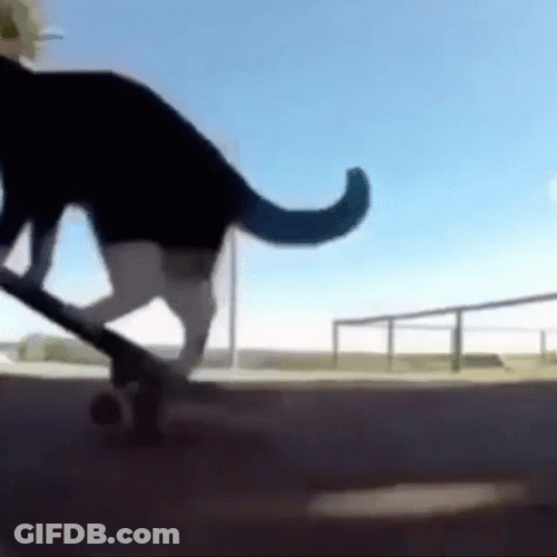 Skate Boarding El Gato Meme GIF