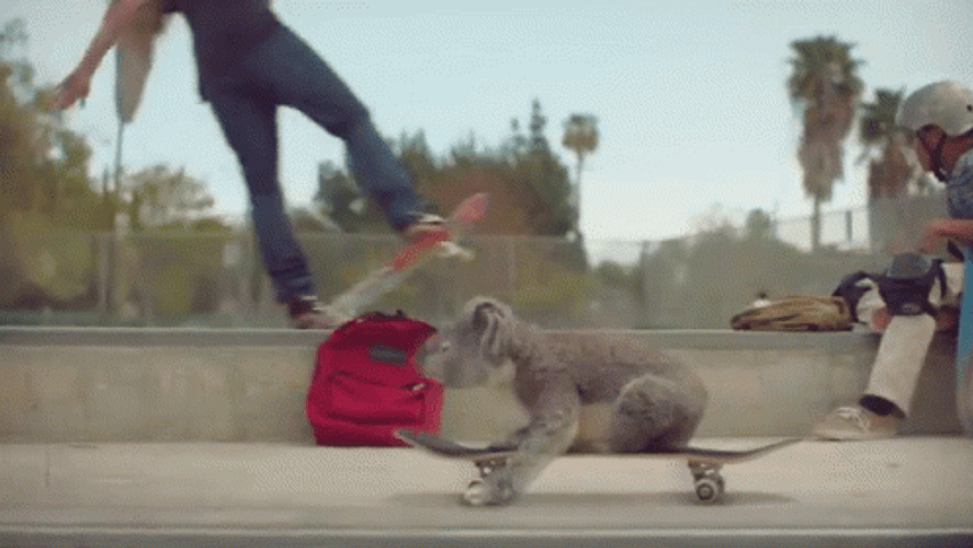 Skater Koala Skater GIF